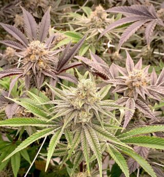 #MassYieldCultivation #artisinalcannabis #BlackLimeReserve #IceCreamCake #berkshiregrown #payattention 

*Nothing for sale on this post or this page.  21+