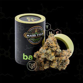 Have you tried our latest Balance strain, Gary Peyton? It comes on strong, with long-lasting relaxation and chill vibes without the sedating, couch-lock feeling. A perfect hybrid for those who might want a little lift without the racing thoughts.⁠
⁠
⁠
.⁠
.⁠
#cannabisculture #cannabiscommunity #cannabisindustry⁠
#cannabiscures #morecannabis #moderncannabis #newstrain #massachusettscannabis #massdispensary #masscannabiscommunity #masscannabis