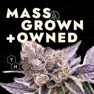 Mass grown and Mass owned! We're proudly independent and dedicated to quality flower and incredibly unique cultivars. It's all about the science for our team!⁠
⁠
.⁠
.⁠
#cannabisculture #cannabiscommunity #cannabisindustry⁠
#cannabiscures #morecannabis #moderncannabis #newstrain #massachusettscannabis #massdispensary #masscannabiscommunity #masscannabis