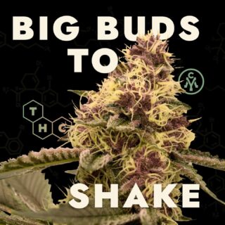 From big buds to shake, anything with the Mass Yield name meets our rigorous standards (and taste tests). ⁠
⁠
.⁠
.⁠
#cannabisculture #cannabiscommunity #cannabisindustry⁠
#cannabiscures #morecannabis #moderncannabis #newstrain #massachusettscannabis #massdispensary #masscannabiscommunity #masscannabis